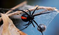 Be Pest Free Spider Control Adelaide image 2